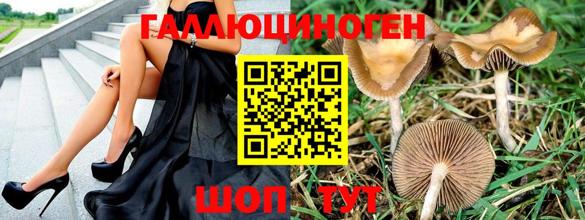 Галлюциногенные грибы Psilocybine cubensis Ковров